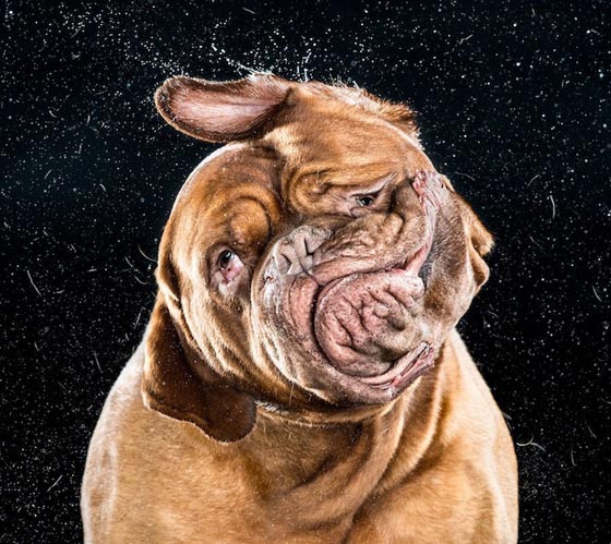 Shake by Carli Davidson: Hilarious Photo Collection of Dogs Shaking in Motion