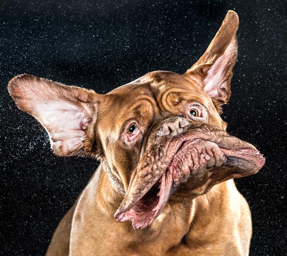 Shake by Carli Davidson: Hilarious Photo Collection of Dogs Shaking in Motion