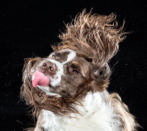 Shake by Carli Davidson: Hilarious Photo Collection of Dogs Shaking in Motion