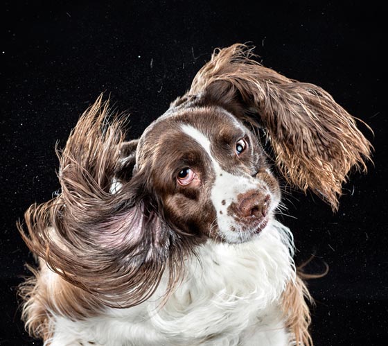 Shake by Carli Davidson: Hilarious Photo Collection of Dogs Shaking in Motion