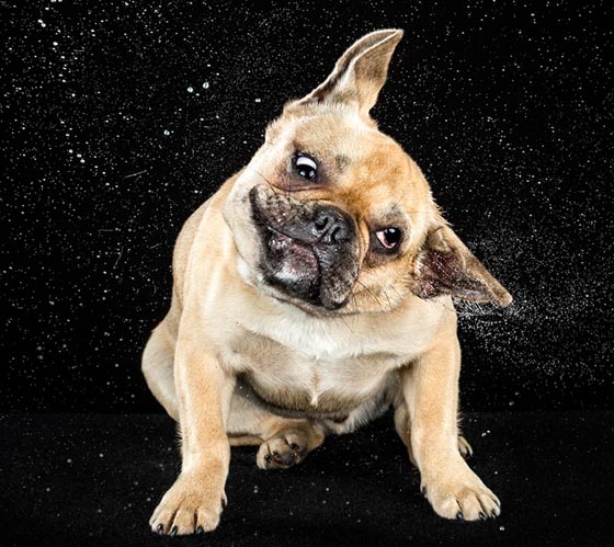 Shake by Carli Davidson: Hilarious Photo Collection of Dogs Shaking in Motion