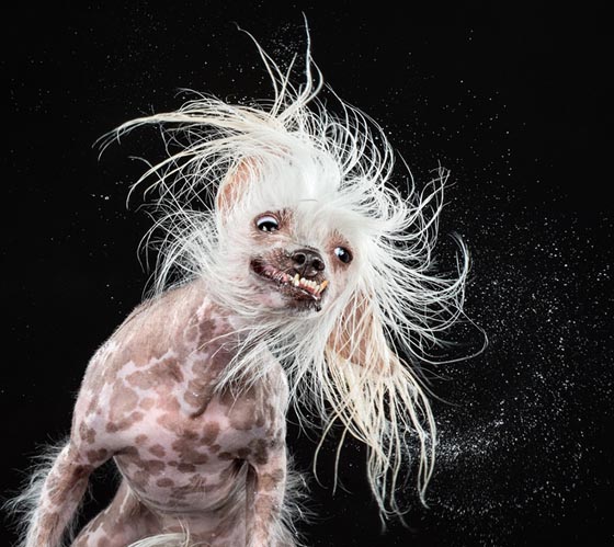 Shake by Carli Davidson: Hilarious Photo Collection of Dogs Shaking in Motion