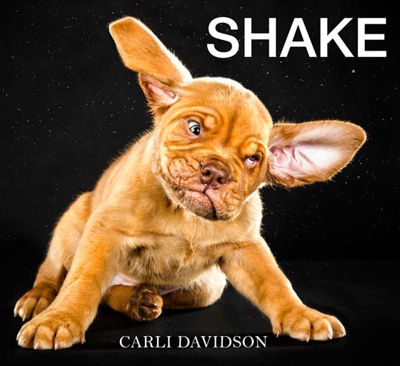 Shake by Carli Davidson: Hilarious Photo Collection of Dogs Shaking in Motion