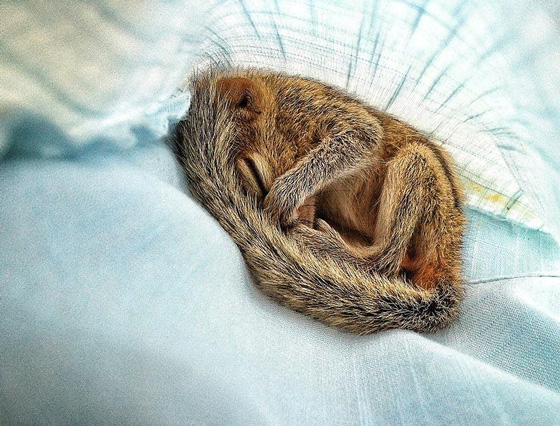 Super Cute Squirrel can Fall Asleep ANYWHERE