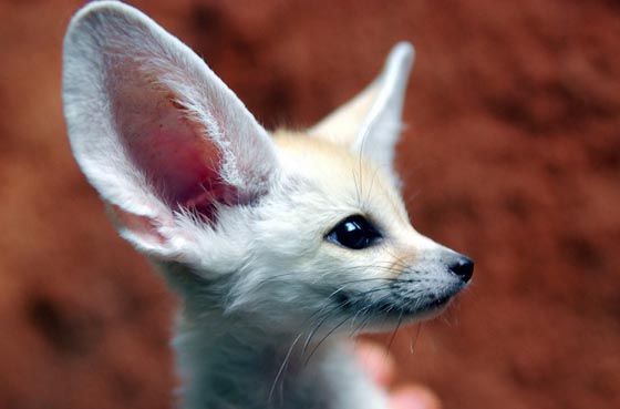 Fennec Fox: Probably the Most Adorable Fox on the Earth