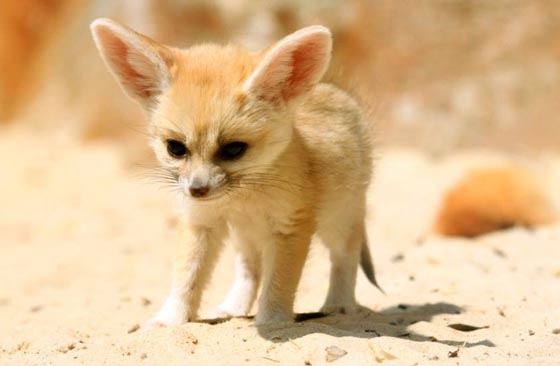 Fennec Fox: Probably the Most Adorable Fox on the Earth
