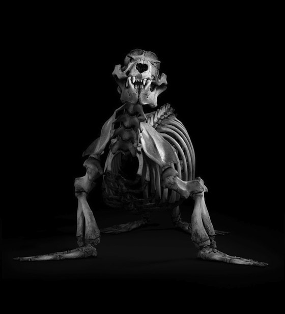Evolution: Amazing Skeleton Photography by Patrick Gries