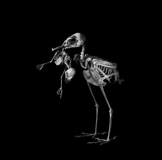 Evolution: Amazing Skeleton Photography by Patrick Gries - Design Swan