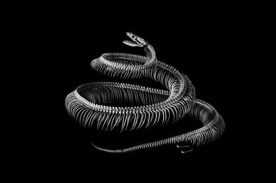 Evolution: Amazing Skeleton Photography by Patrick Gries