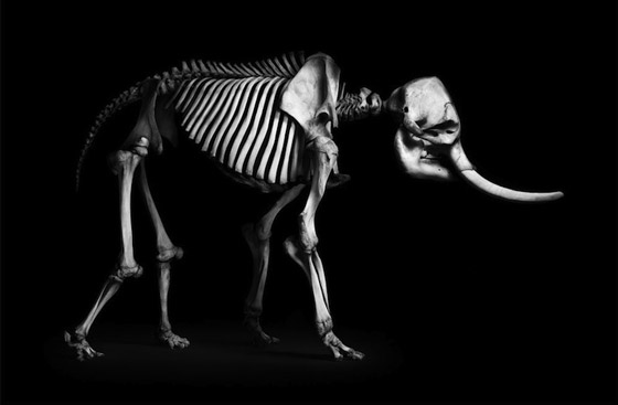 Evolution: Amazing Skeleton Photography by Patrick Gries - Design Swan