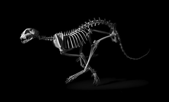 Evolution: Amazing Skeleton Photography by Patrick Gries