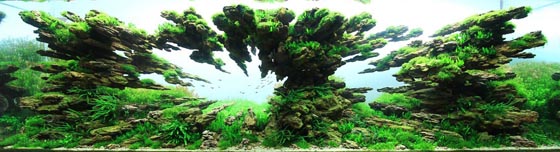 Beautiful Underwater Landscape: Aquarium Design