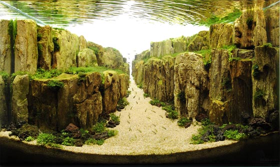 Beautiful Underwater Landscape: Aquarium Design