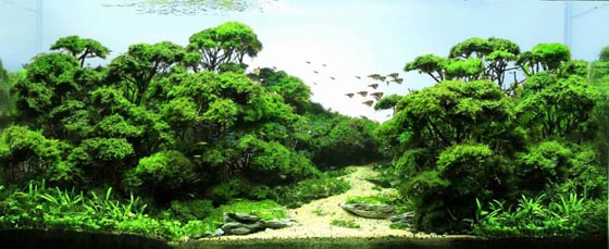 Beautiful Underwater Landscape: Aquarium Design