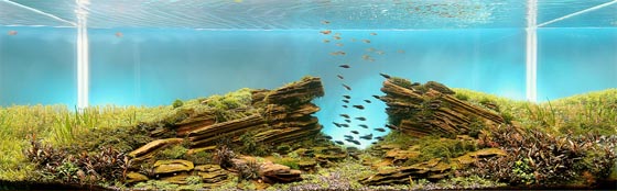 Beautiful Underwater Landscape: Aquarium Design