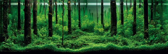 Beautiful Underwater Landscape: Aquarium Design