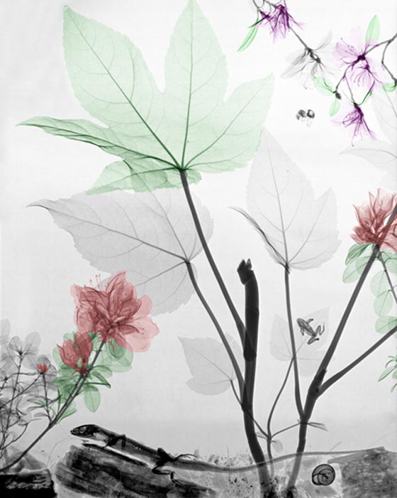 Nature from the inside out: Stunning X-RAY Photography of Nature by Arie van 't Riet