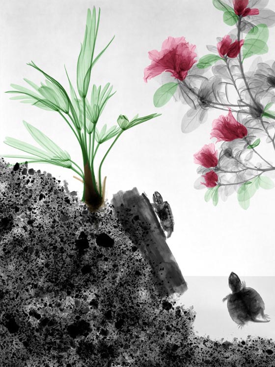 Nature from the inside out: Stunning X-RAY Photography of Nature by Arie van 't Riet