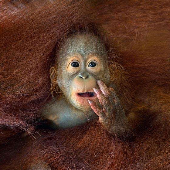 Amazing Wildlife Photography from 2014 Sony World Photography Awards