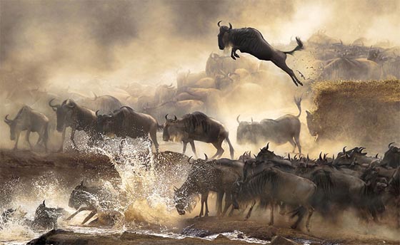 Amazing Wildlife Photography from 2014 Sony World Photography Awards