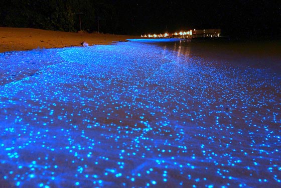 Ocean of Stars: Millions of Bioluminescent Phytoplankton Glittering Along Maldives Beach