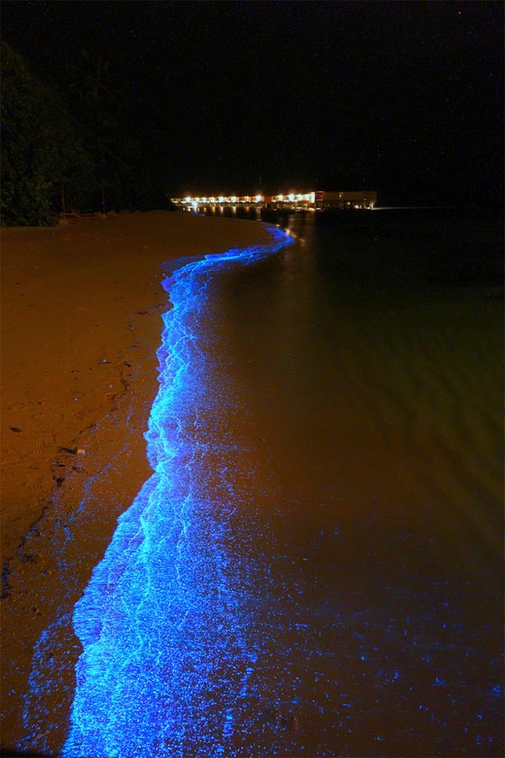Ocean of Stars: Millions of Bioluminescent Phytoplankton Glittering Along Maldives Beach