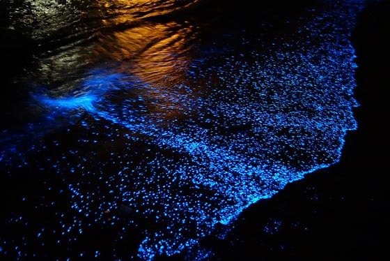 Ocean of Stars: Millions of Bioluminescent Phytoplankton Glittering Along Maldives Beach