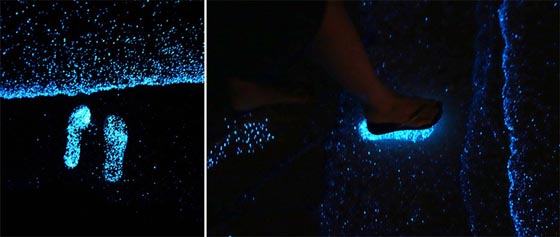 Ocean of Stars: Millions of Bioluminescent Phytoplankton Glittering Along Maldives Beach