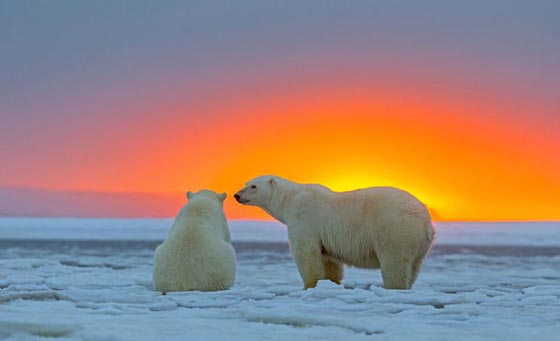 Magnificent Photograph of Polar Bear