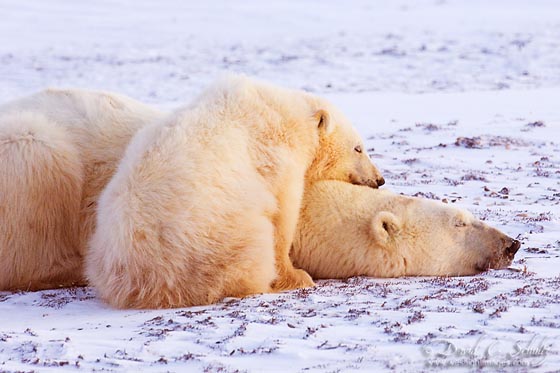 Magnificent Photograph of Polar Bear