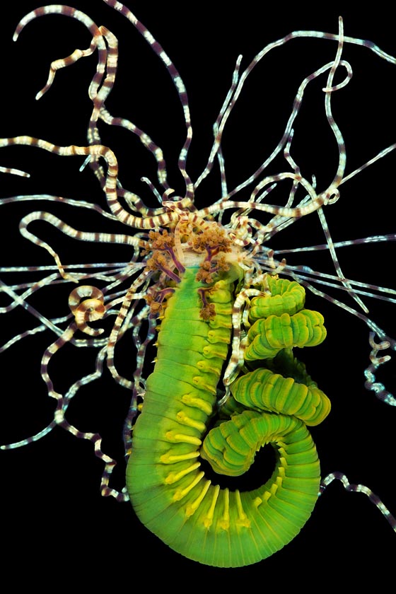 Unbelievable Marco Photograph of Marine Worms by Alexander Semenov