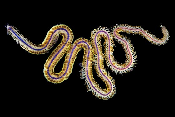 Unbelievable Marco Photograph of Marine Worms by Alexander Semenov