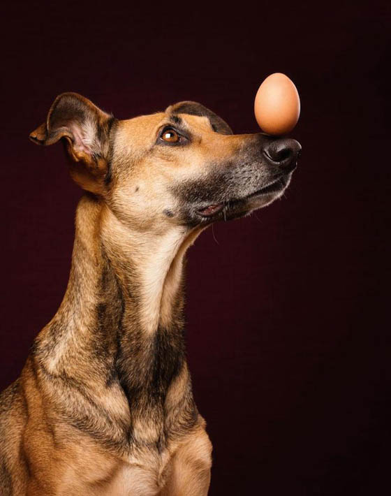 Expressive and Playful Dog Portraits by Elke Vogelsang