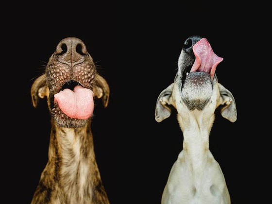 Expressive and Playful Dog Portraits by Elke Vogelsang