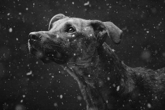 Expressive and Playful Dog Portraits by Elke Vogelsang