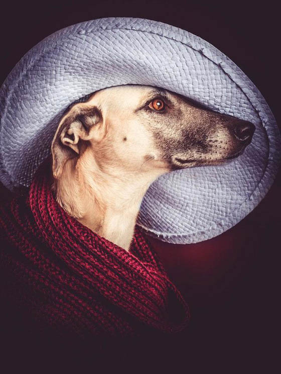 Expressive and Playful Dog Portraits by Elke Vogelsang