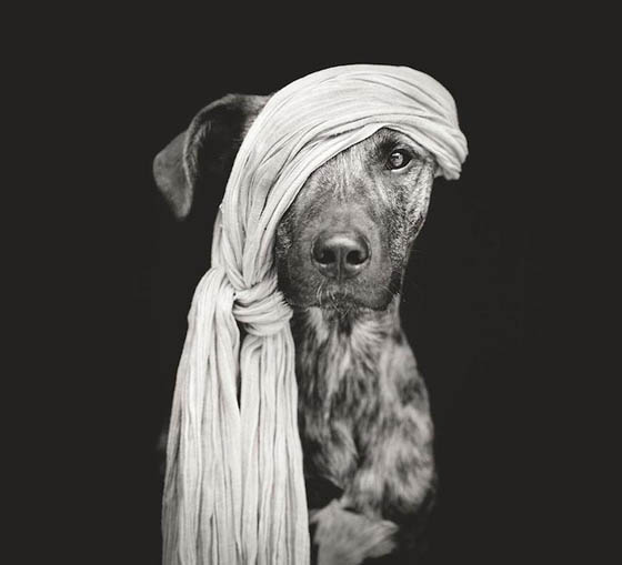 Expressive and Playful Dog Portraits by Elke Vogelsang