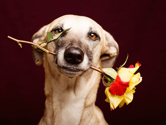 Expressive and Playful Dog Portraits by Elke Vogelsang