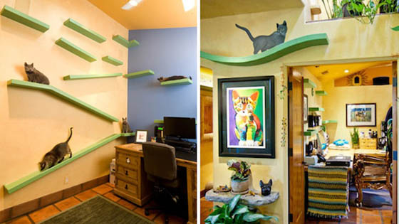 Cat Lover Spend $35,000 to Transform His House into a Cat Playground