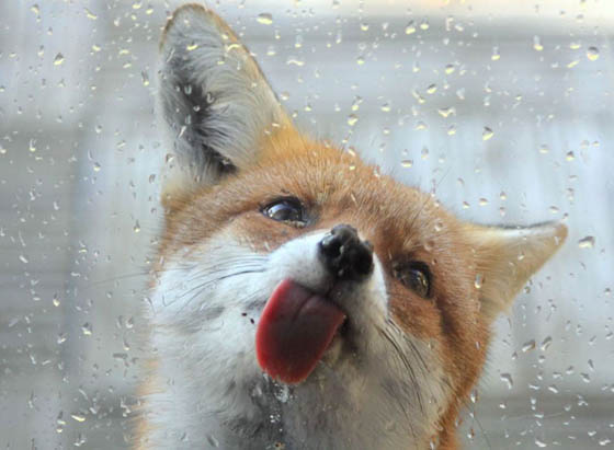 12 Cute Fox Photos That Will Make You Smile