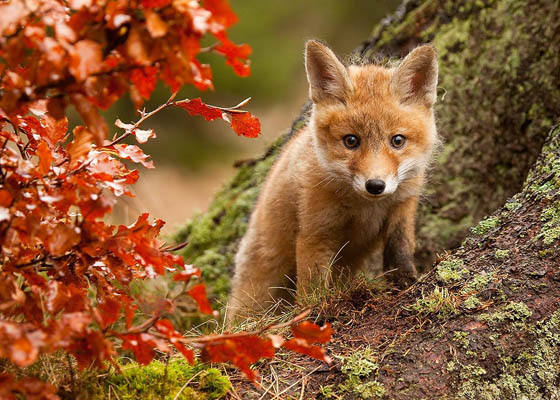 12 Cute Fox Photos That Will Make You Smile