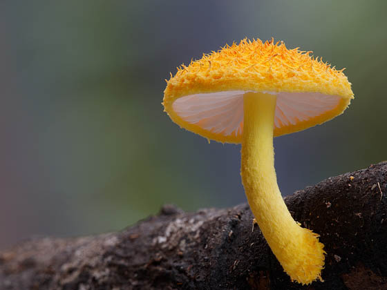 Stunning Micro Photography of Fungi by Steve Axford