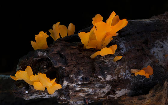 Stunning Micro Photography of Fungi by Steve Axford