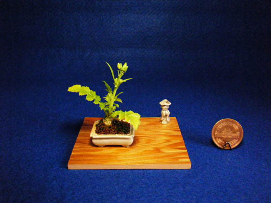 Ultra Small Japanese Bonsai with Height Less Than 3CM
