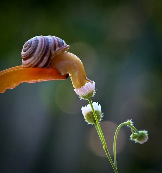 Stunning Macro Photography of Snail by Vyacheslav Mishchenko