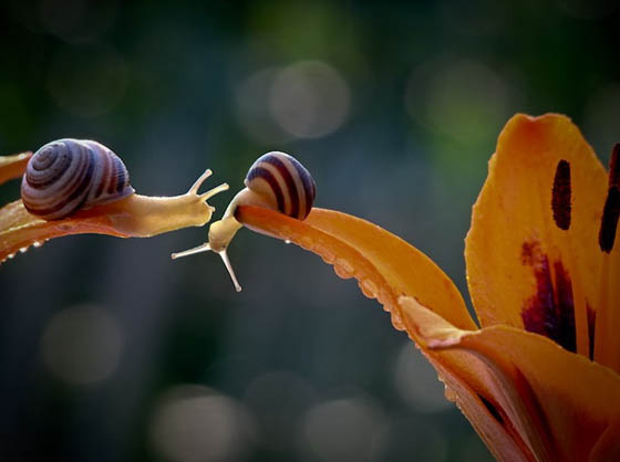 Stunning Macro Photography of Snail by Vyacheslav Mishchenko