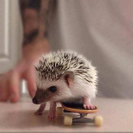 Super Adorable Hedgehog Photos that Make you Day