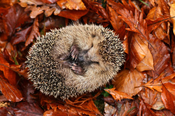 Super Adorable Hedgehog Photos that Make you Day