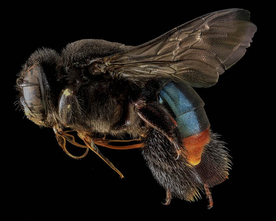 Stunning Macro Photography of Bee by the USGS Bee Inventory and Monitoring Lab
