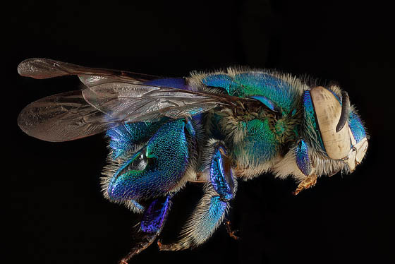 Stunning Macro Photography of Bee by the USGS Bee Inventory and Monitoring Lab